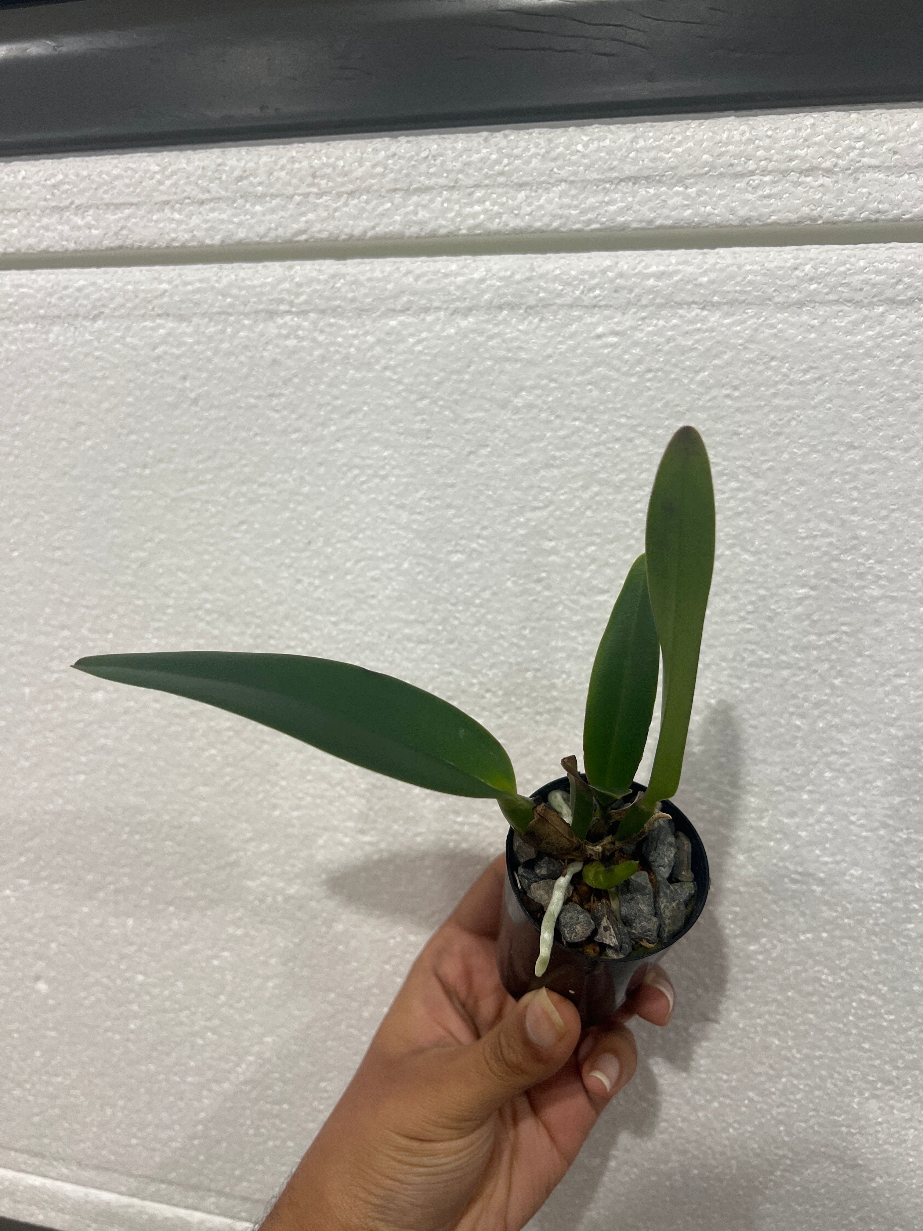 Rhyncattleanthe Dal's Success 'Michelle' (Mericlone) Secondary image