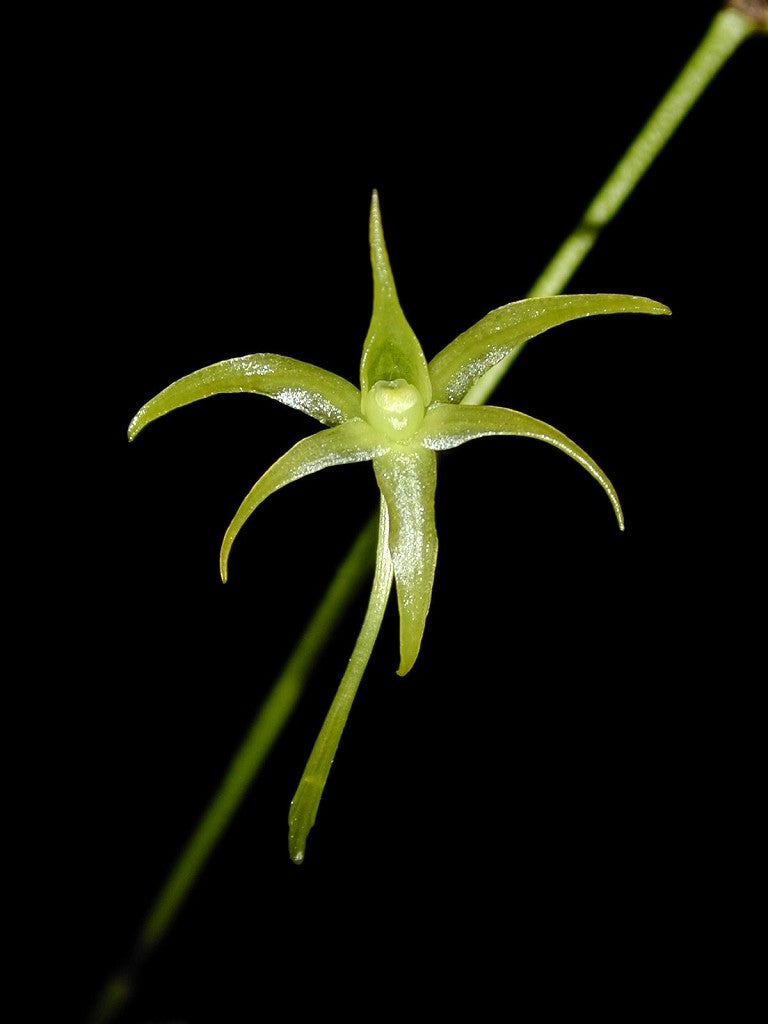 Angraecum calceolus (SPECIES) Main image