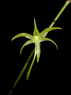 Angraecum calceolus (SPECIES)