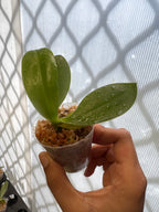 Phalaenopsis Pylo's Texas Spring (Mericlone)