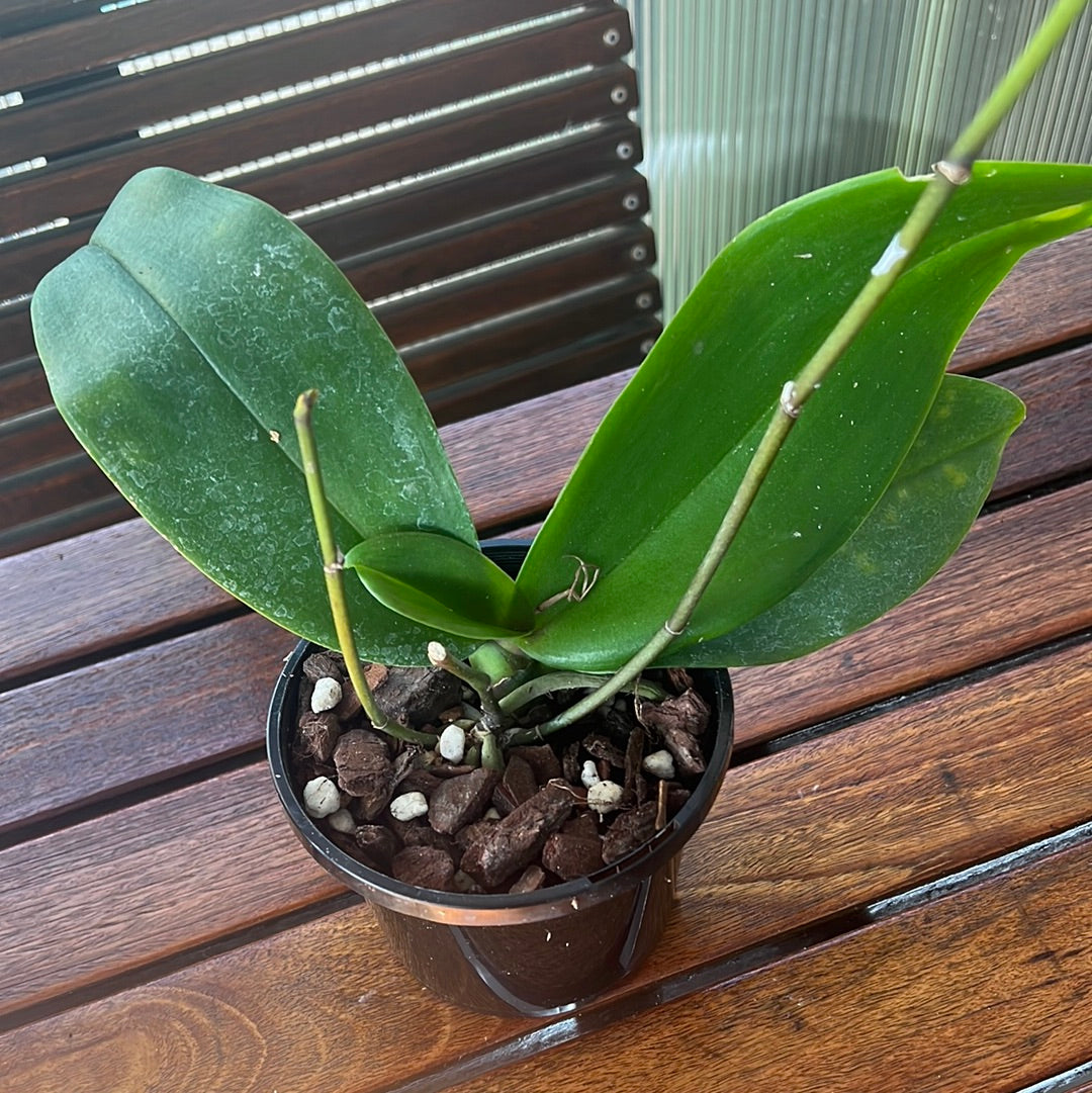 Phalaenopsis Java Gem (javanica × stuartiana) Secondary image