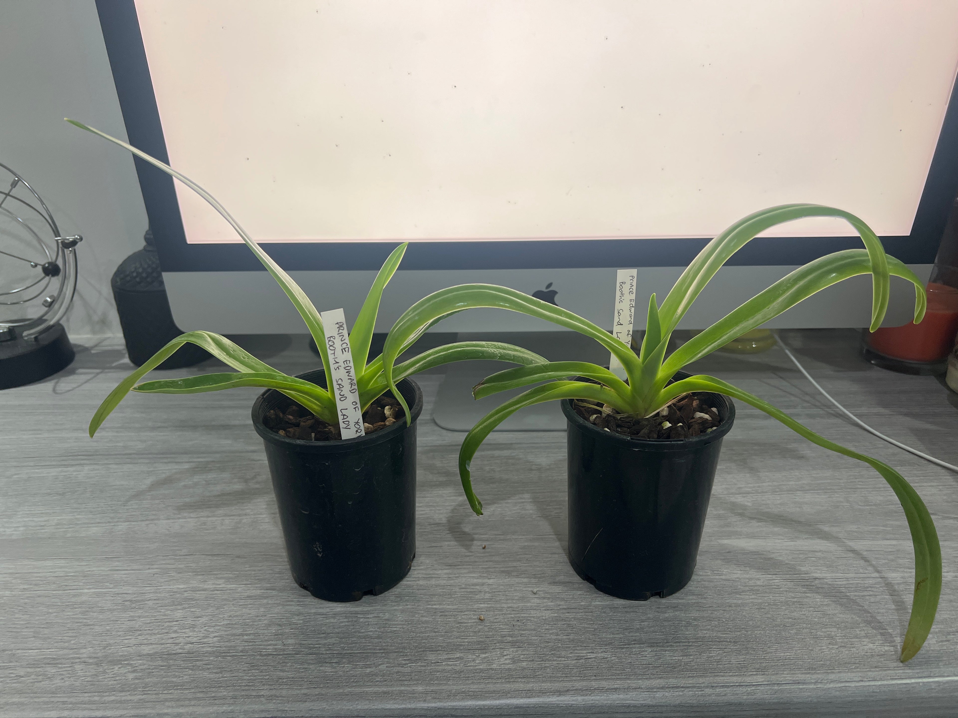 Paphiopedilum Prince Edward of York x Booths Sand Lady