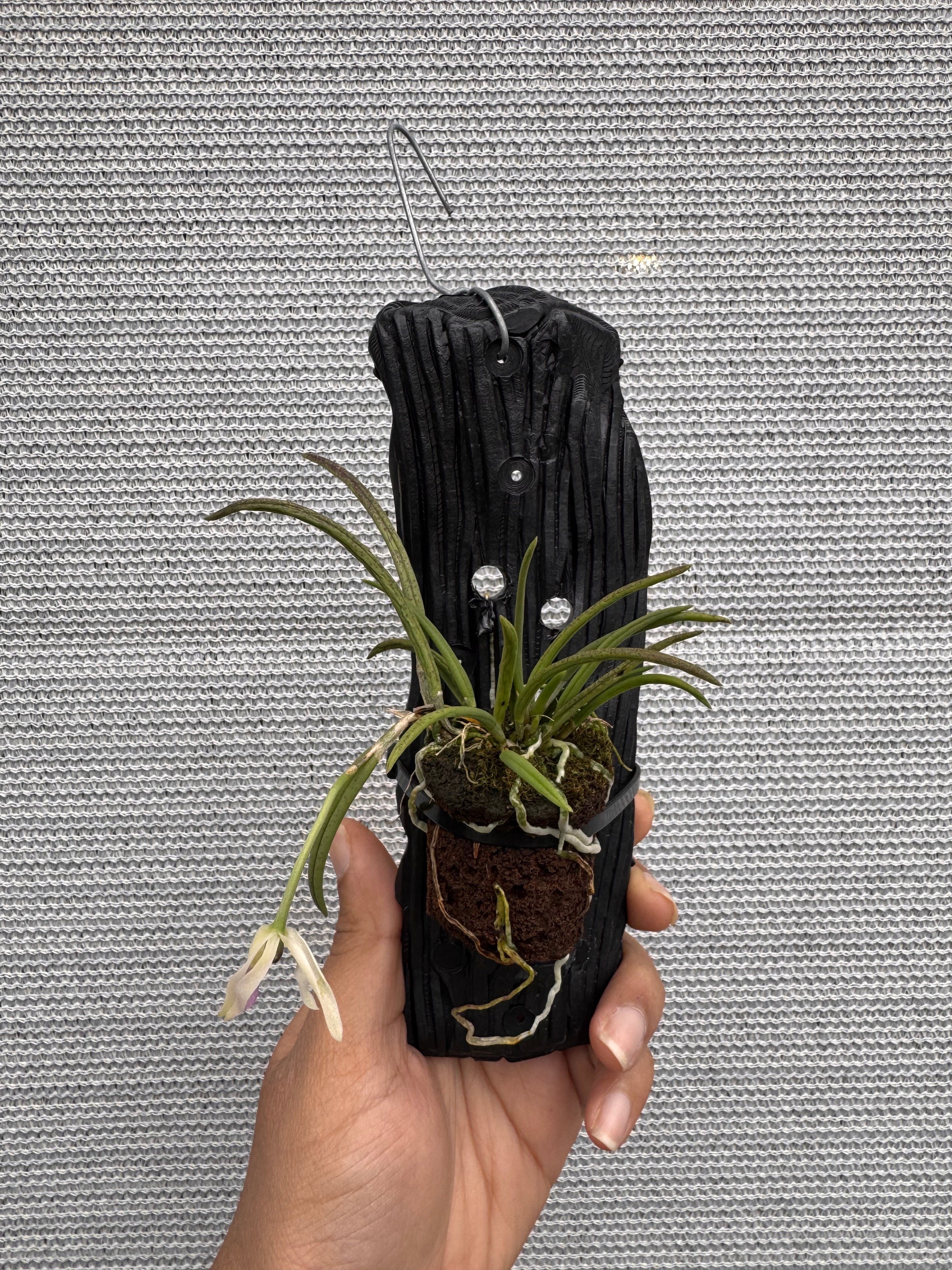 Leptotes bicolor Secondary image