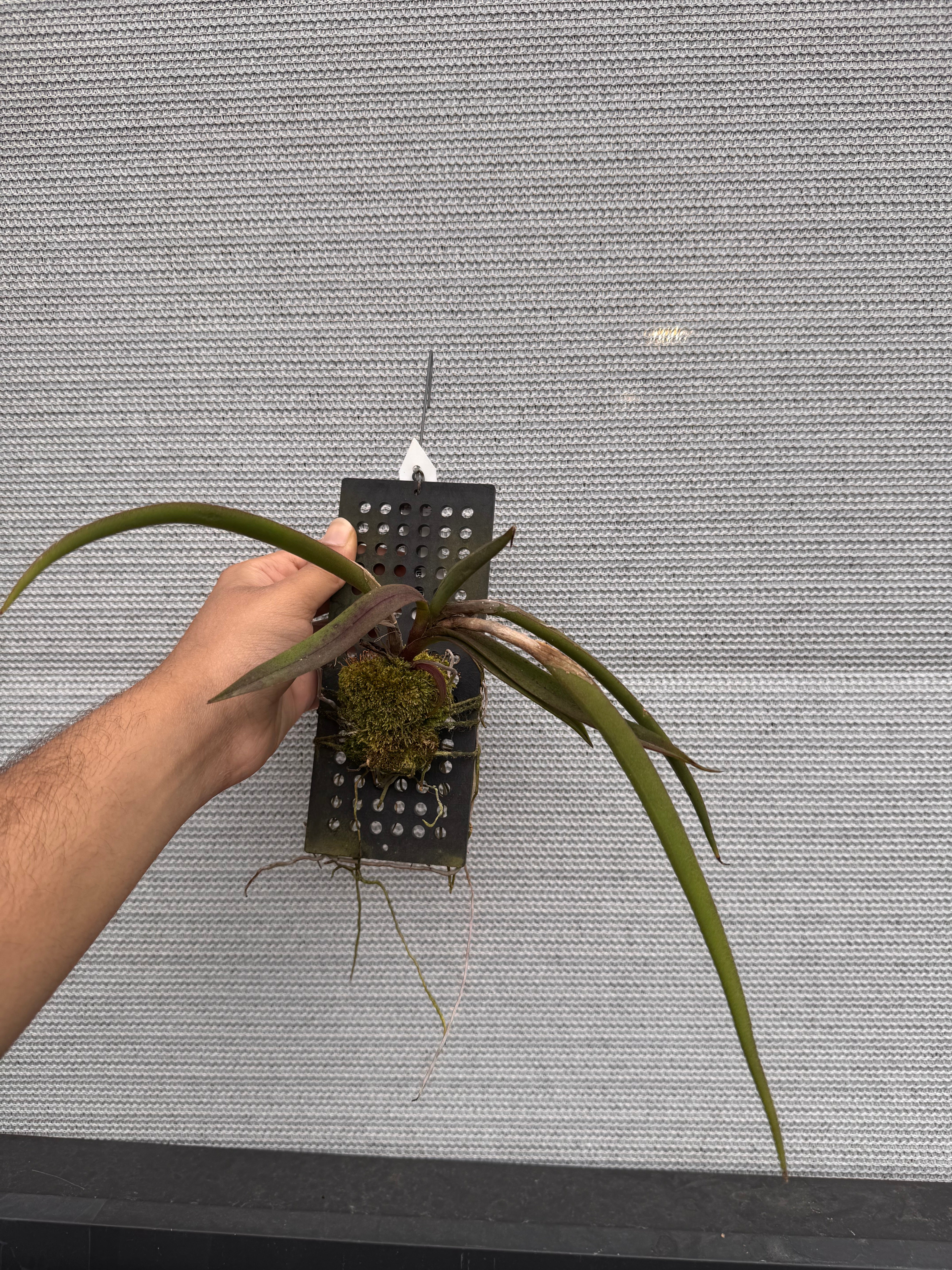 Coilostylis parkinsoniana Secondary image