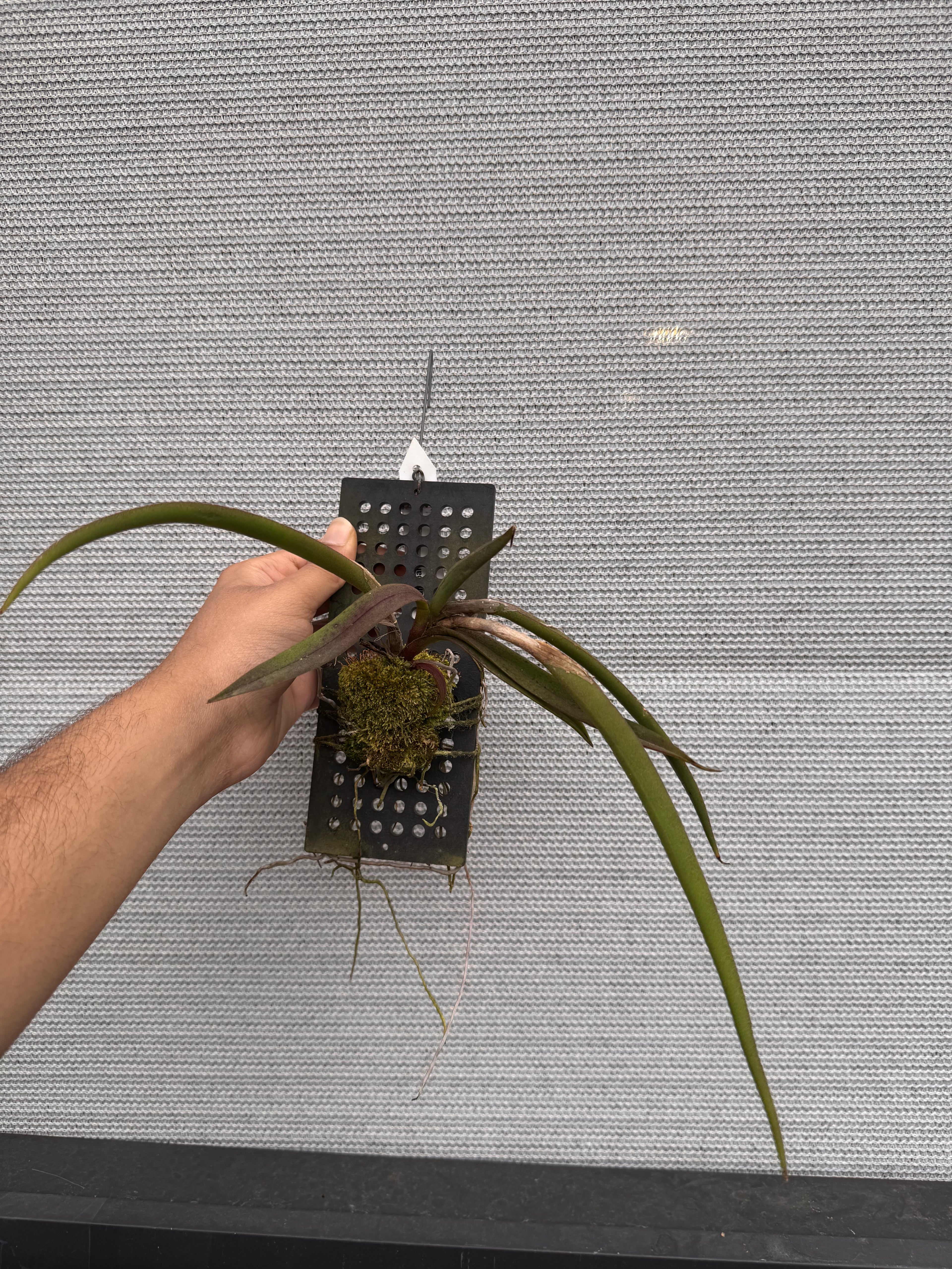 Coilostylis parkinsoniana