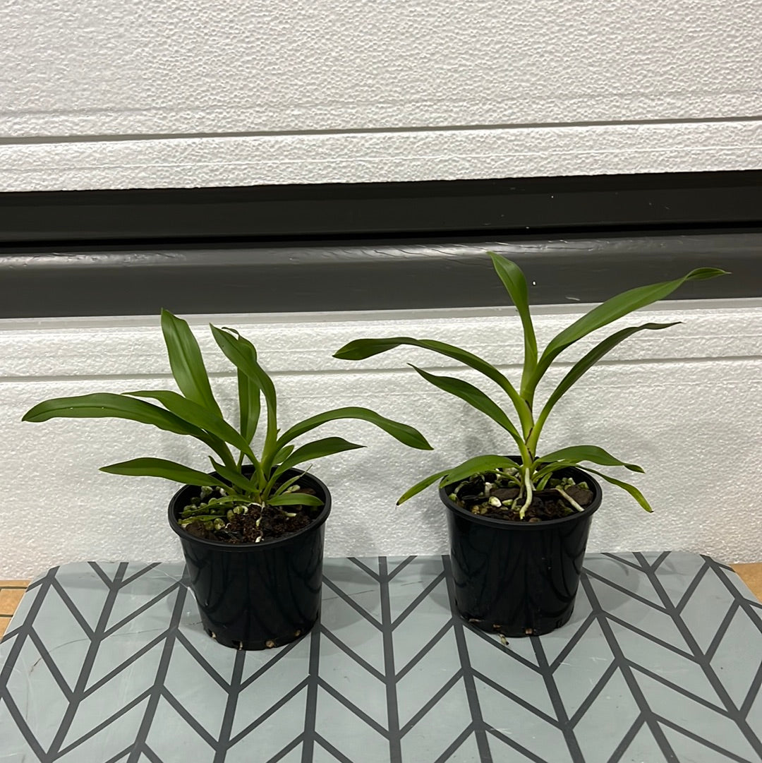 Angraecum calceolus (SPECIES) Secondary image