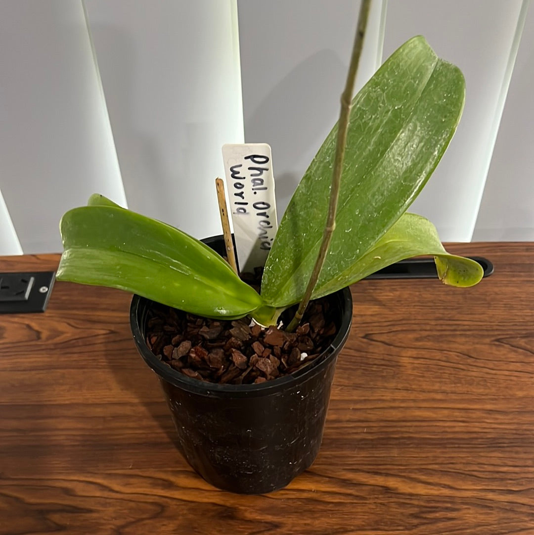 Phalaenopsis Orchid World 'Magnificent' (FLOWERING SIZE)