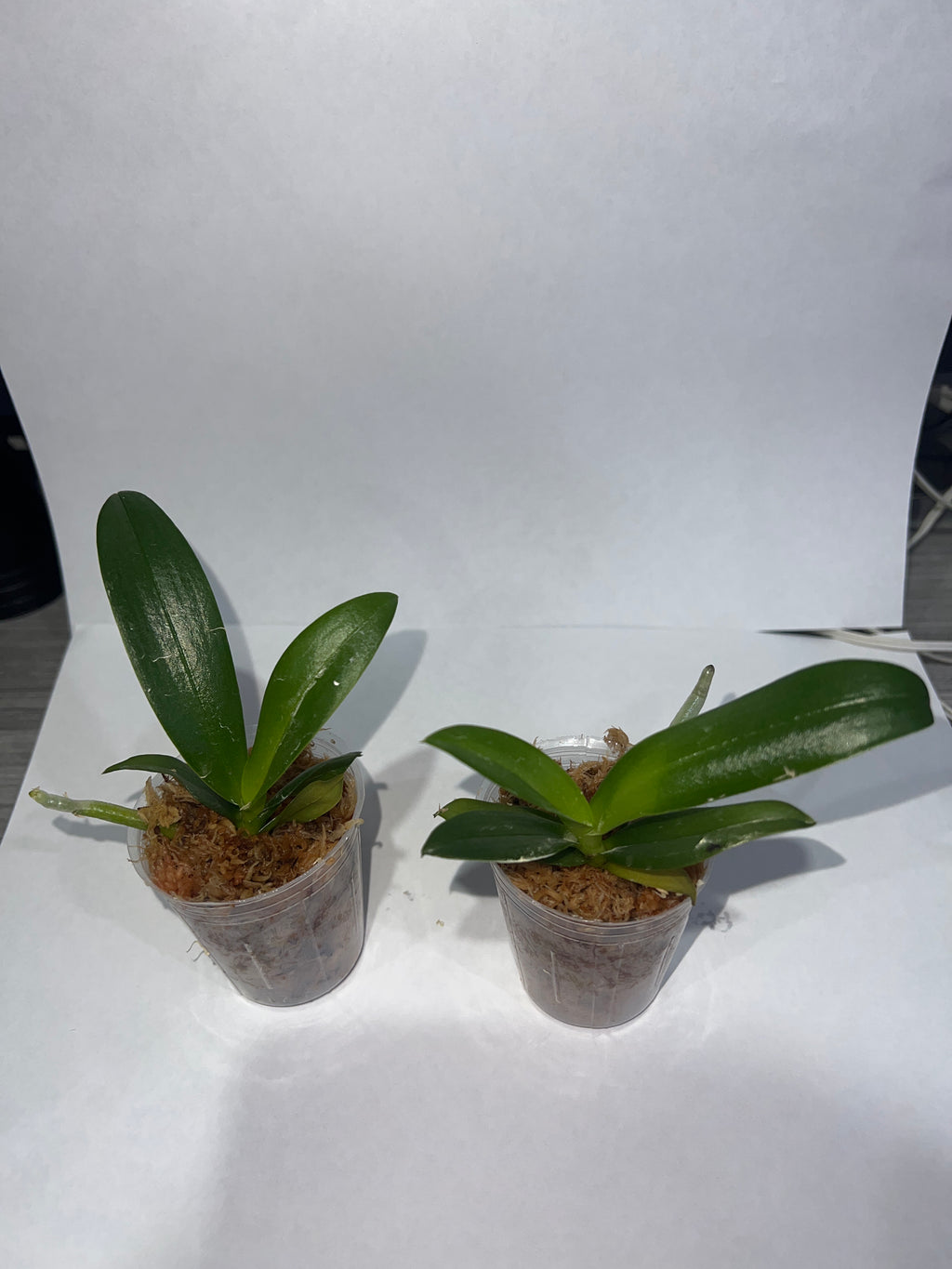 Phalaenopsis Yaphon Star Diamond '6602'