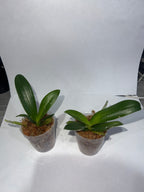 Phalaenopsis Yaphon Star Diamond '6602'