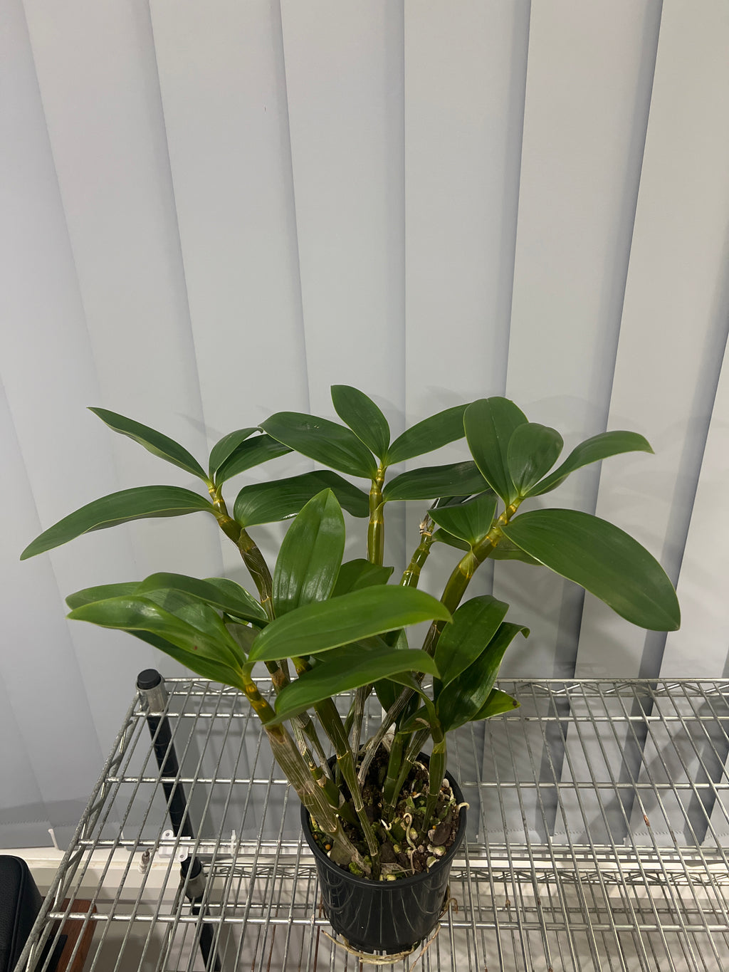 Dendrobium guibertii (Advanced Flowering Size)