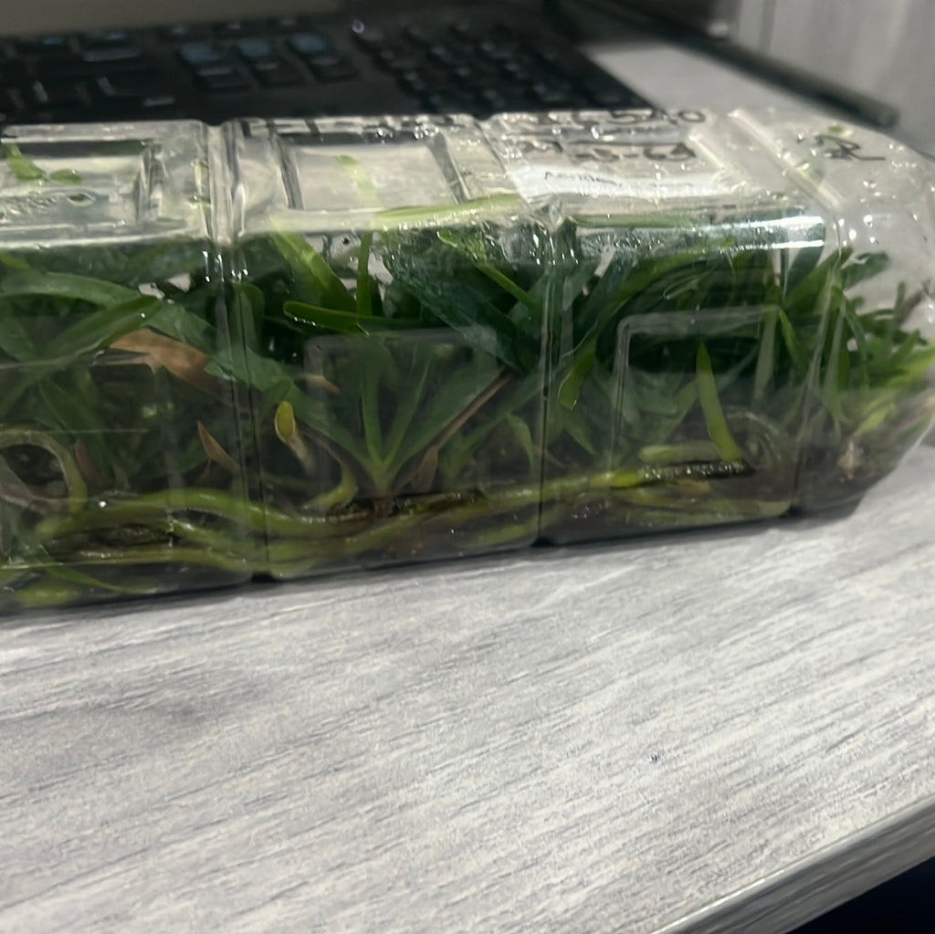 Aerides Inflexa SPECIES FLASK (30+ Plants)