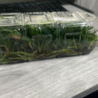 Aerides Inflexa SPECIES FLASK (30+ Plants)
