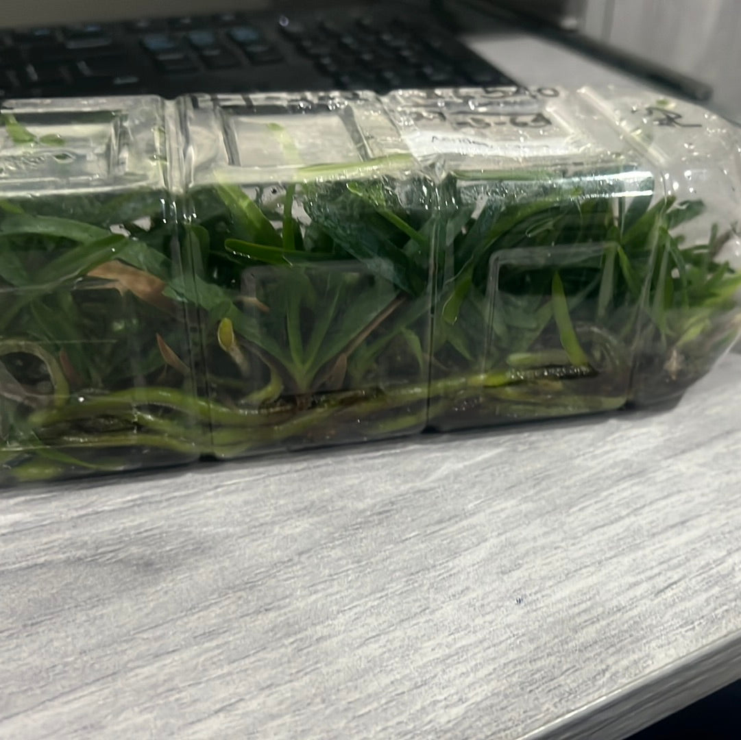 Aerides Inflexa SPECIES FLASK (30+ Plants)