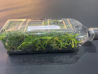 Coelogyne velutina f. white (Species Flask - Plastic Bottle) ex Thailand