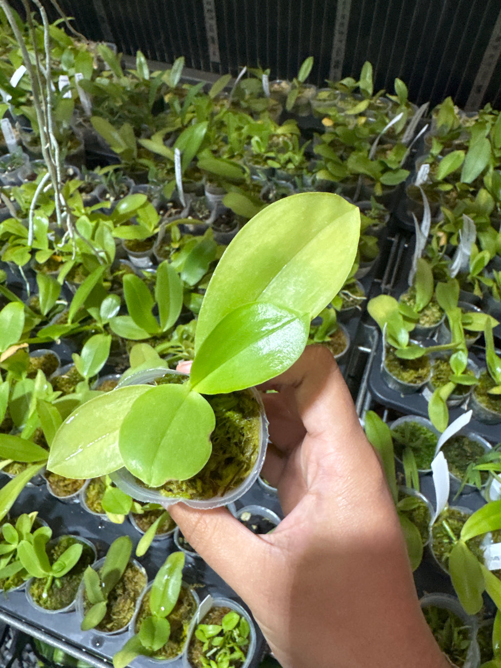 Phal. (Yungho Princess Gelb x Hannover Passion) 'Sandalwood‘ (Mericlone)