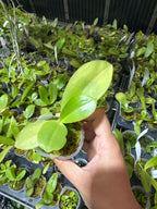 Phal. (Yungho Princess Gelb x Hannover Passion) 'Sandalwood‘ (Mericlone)