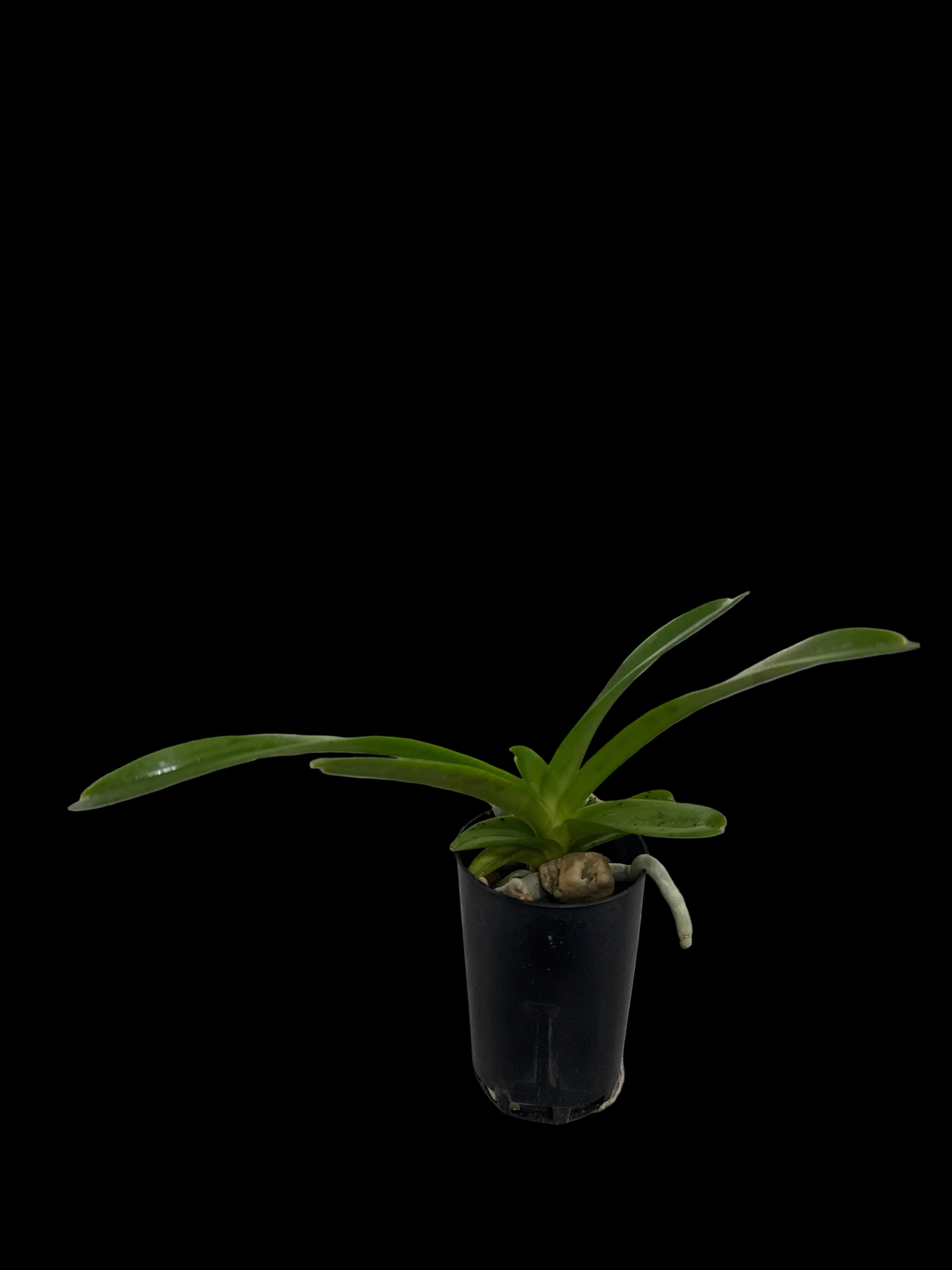 Vanda Yellow Butterfly "252"(MC) Secondary image