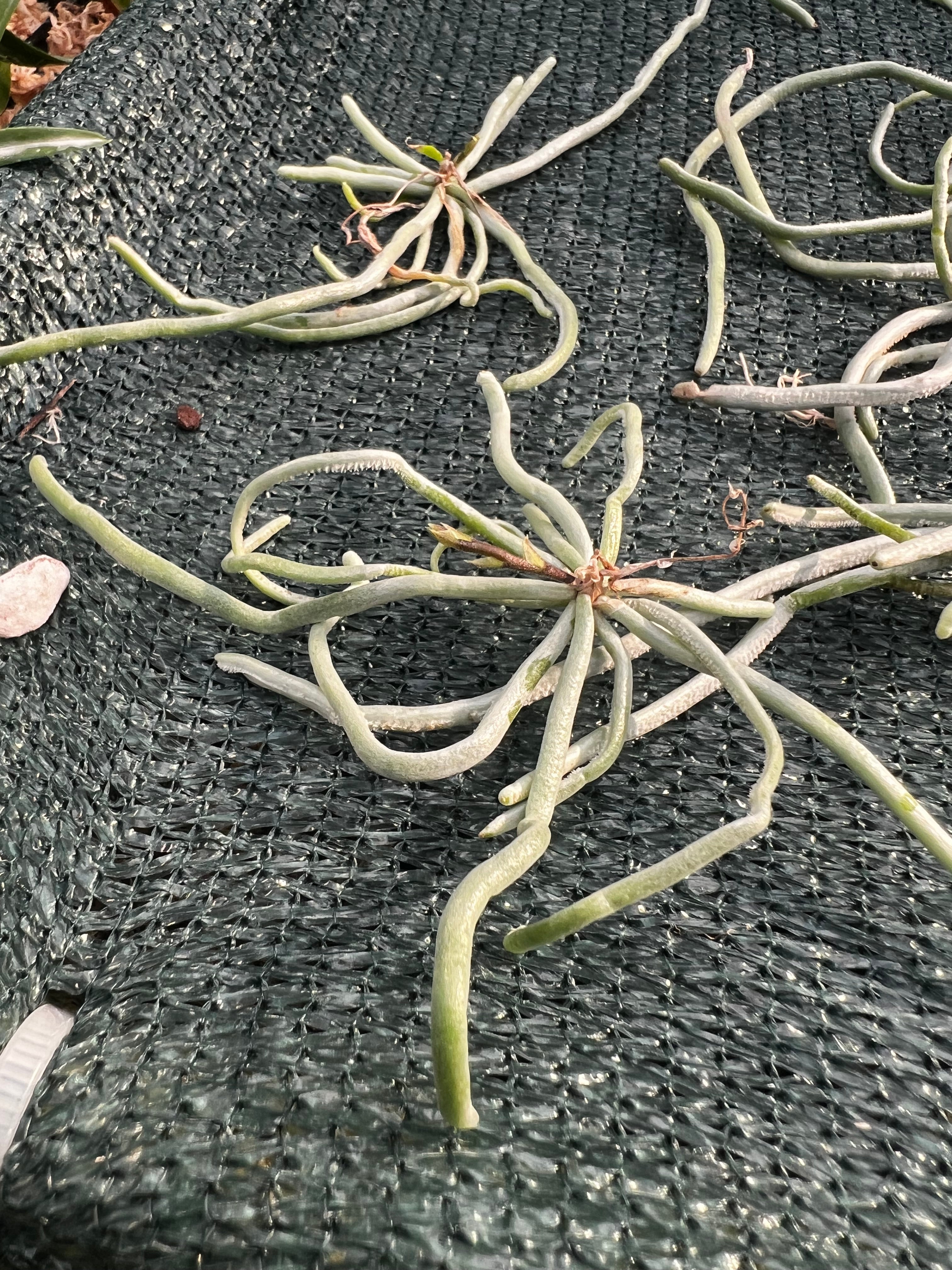 Chiloschista parishii (Rare Leafless Species) IN SPIKE