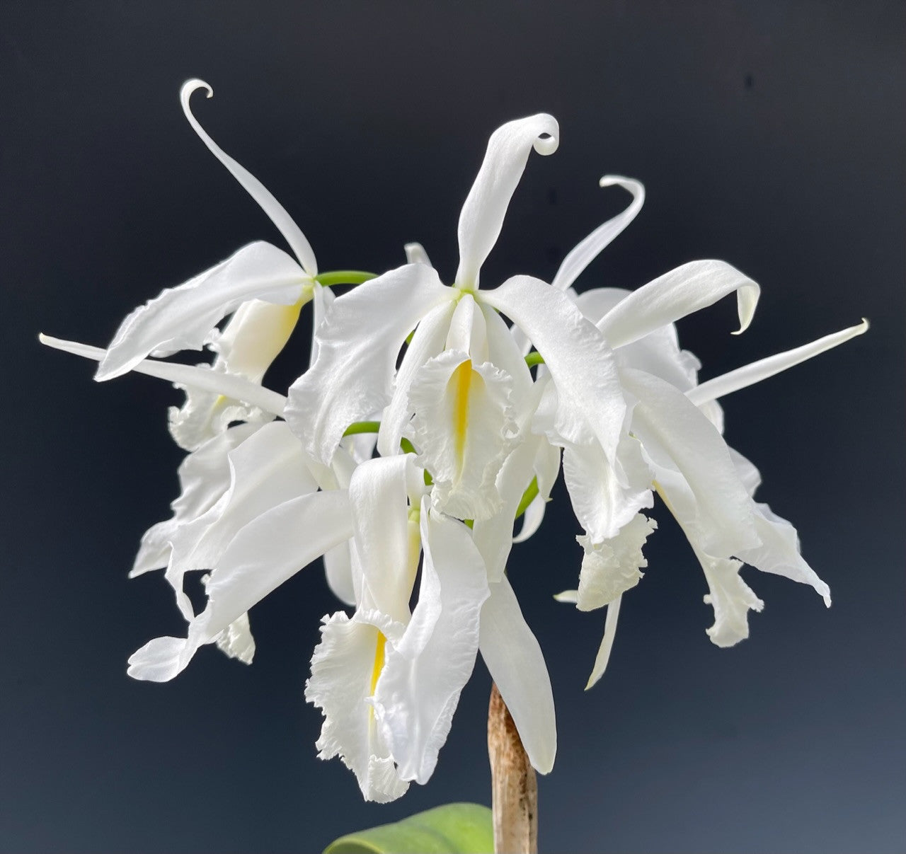 Cattleya maxima x sib (coerulea 'Hector' x alba '#12') Secondary image