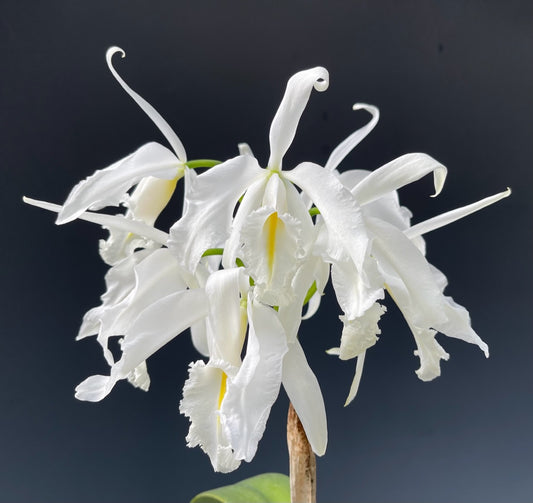 Cattleya maxima x sib (coerulea 'Hector' x alba '#12')
