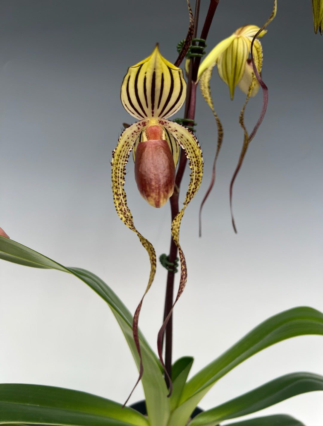 Paphiopedilum Booth's Sand Lady (Lady Isabel x sanderianum)