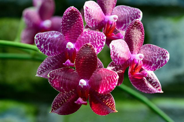 Phalaenopsis (Misty Green X Coral Isles) "Ching Ruey" Main image