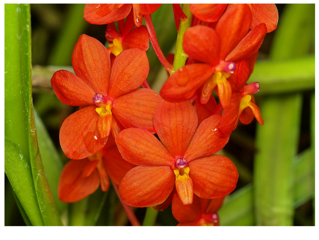 Ascocentrum curvifolium (FLASK OF 30-40 SEEDLINGS)