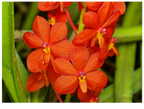 Ascocentrum curvifolium (FLASK OF 30-40 SEEDLINGS)