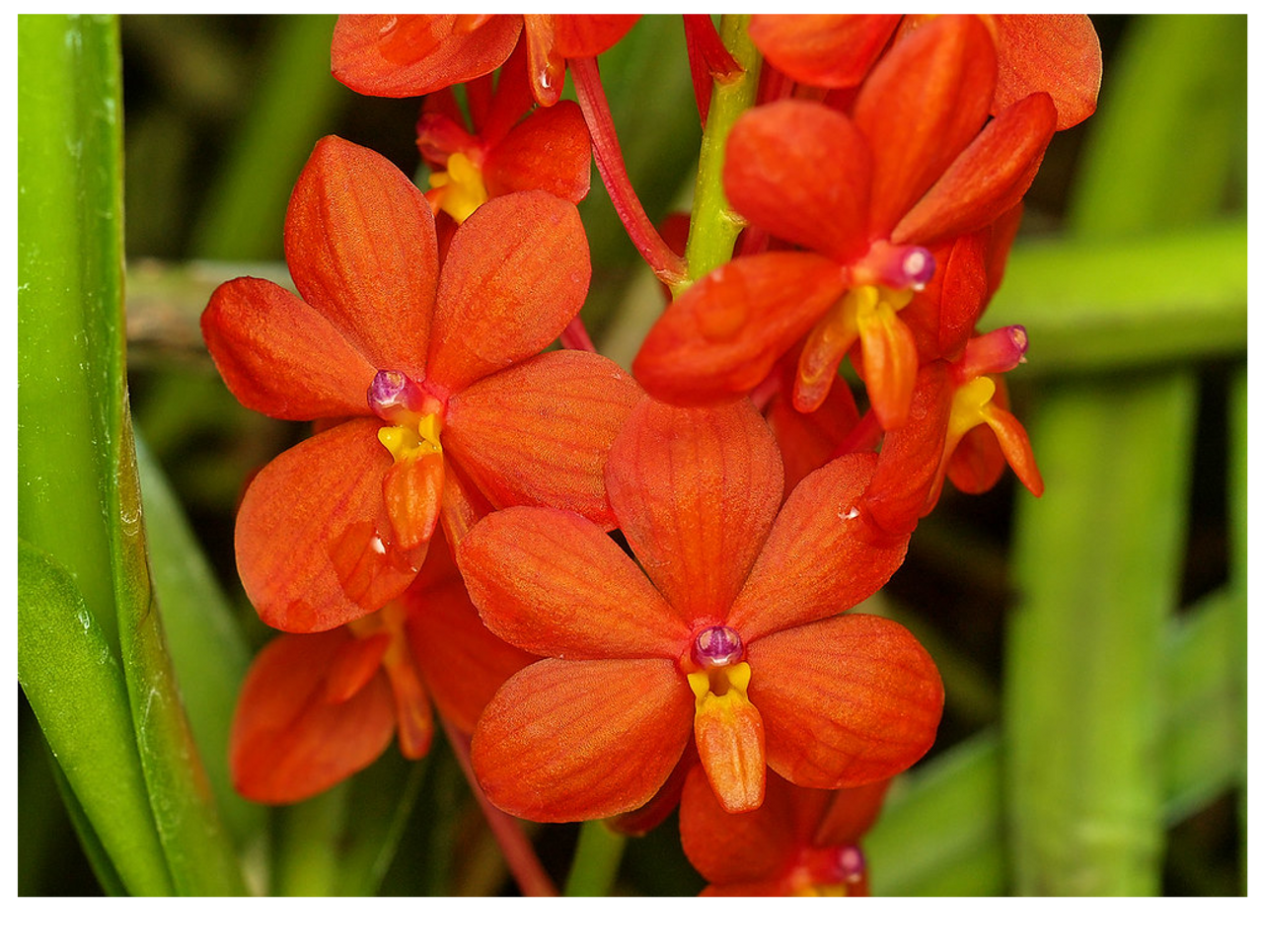 Ascocentrum curvifolium (FLASK OF 30-40 SEEDLINGS)