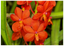Ascocentrum curvifolium (FLASK OF 30-40 SEEDLINGS)