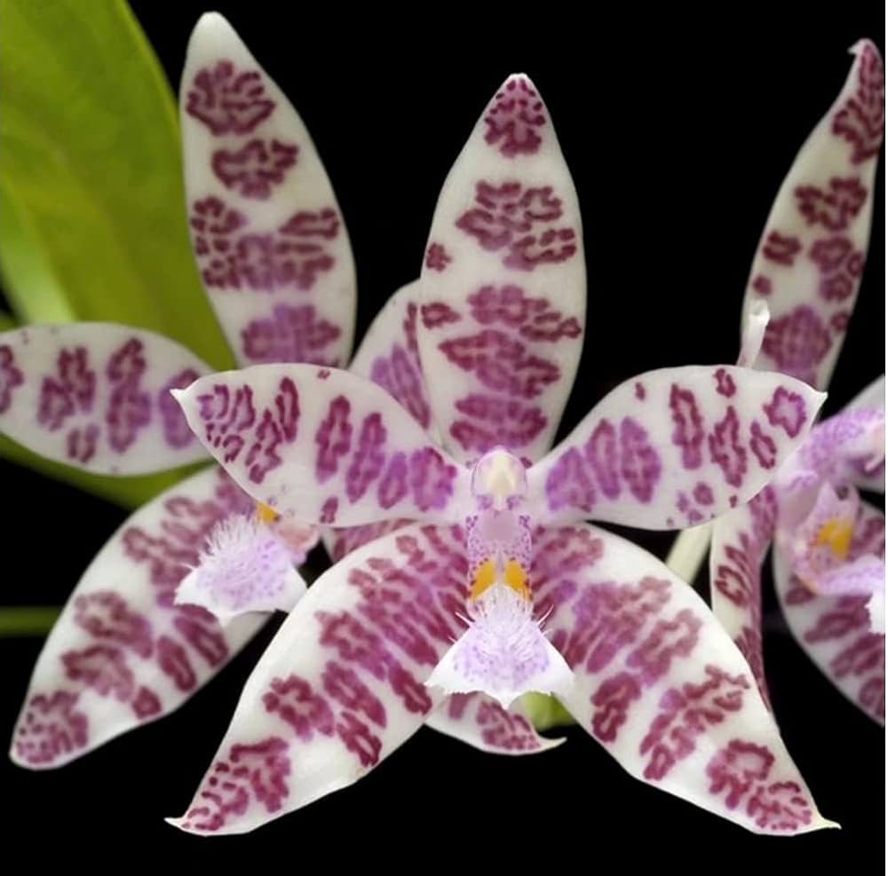 Phalaenopsis Hieroglyphica (Species from Philippines) (Copy) Main image