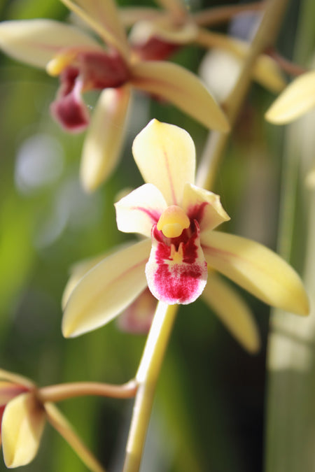 Cymbidium Nok-Kra-Jib (Cymbidium Faridah Hashim x Cymbidium dayanum) Main image