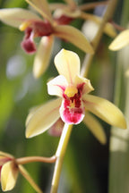 Cymbidium Nok-Kra-Jib (Cymbidium Faridah Hashim x Cymbidium dayanum)