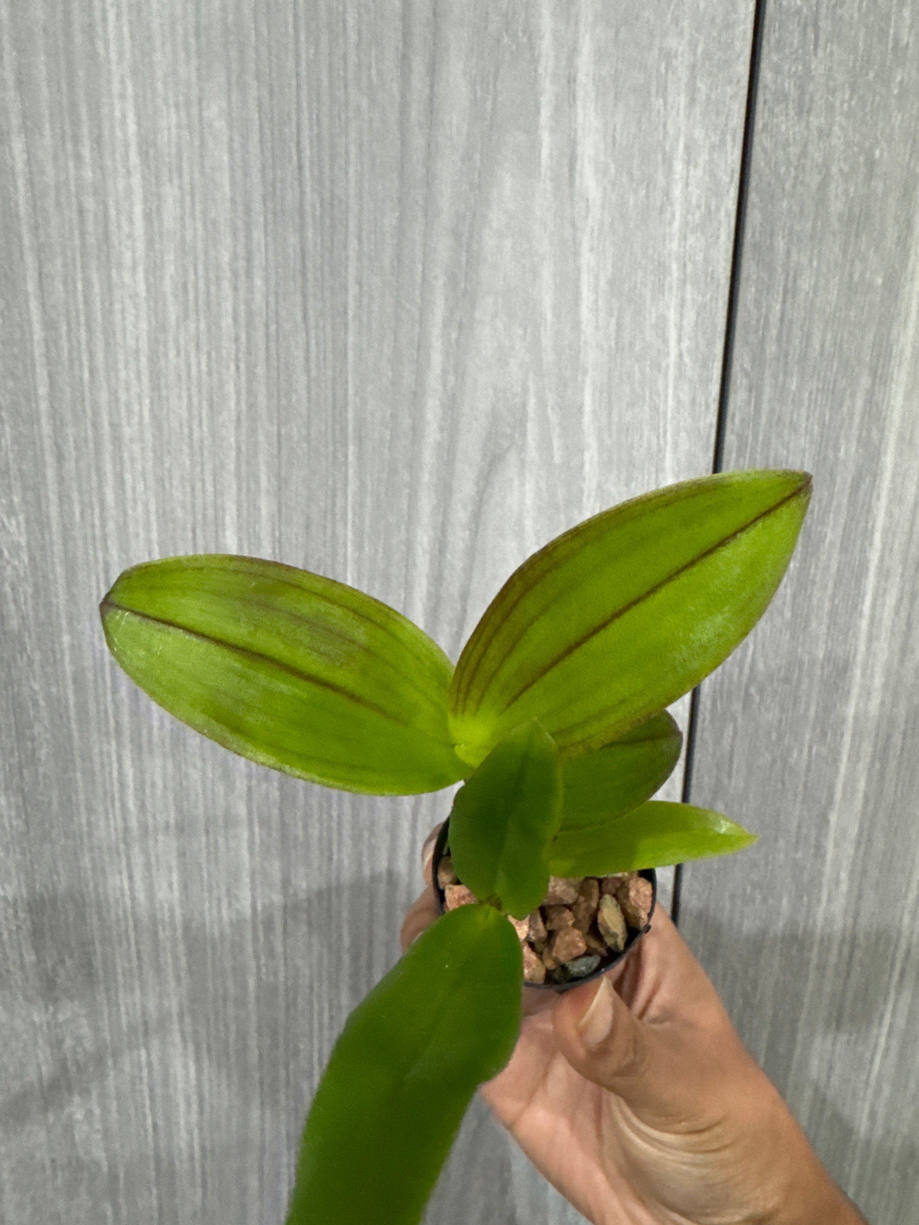 Dendrobium Lipstick x Samparan Brown Secondary image