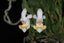 Phalaenopsis gibbosa (Species Flask - Conical) ex Taiwan