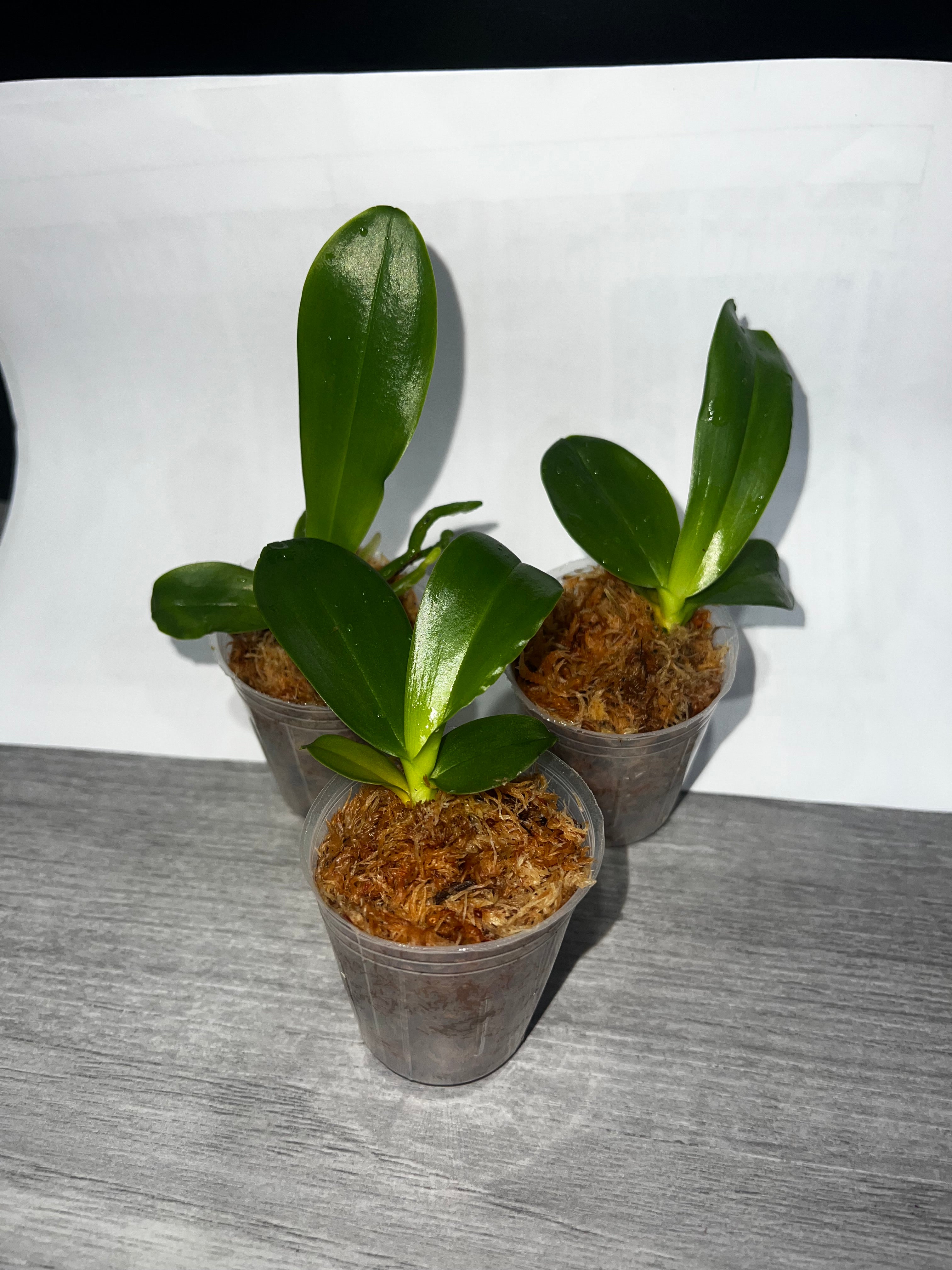 Phalaenopsis Joy Spring Canary 'Joy' AM/AOS (Mericlone)