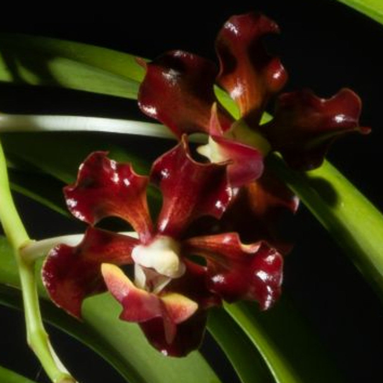Vanda merrillii var. rotorii Main image
