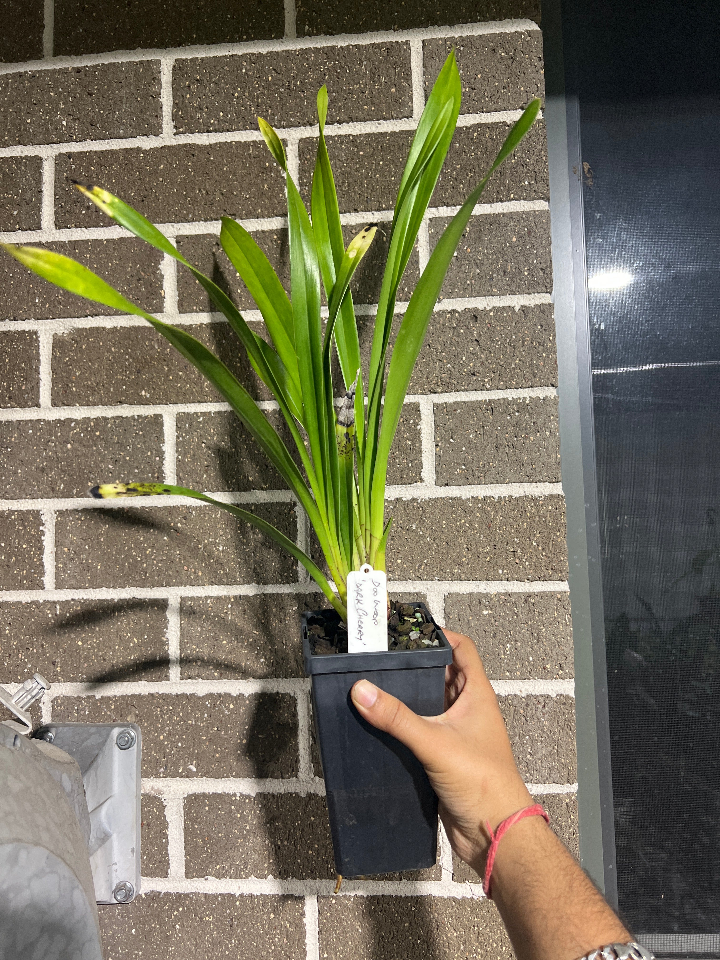 Cymbidium Doo - Woop 'Dark Cherry' Secondary image