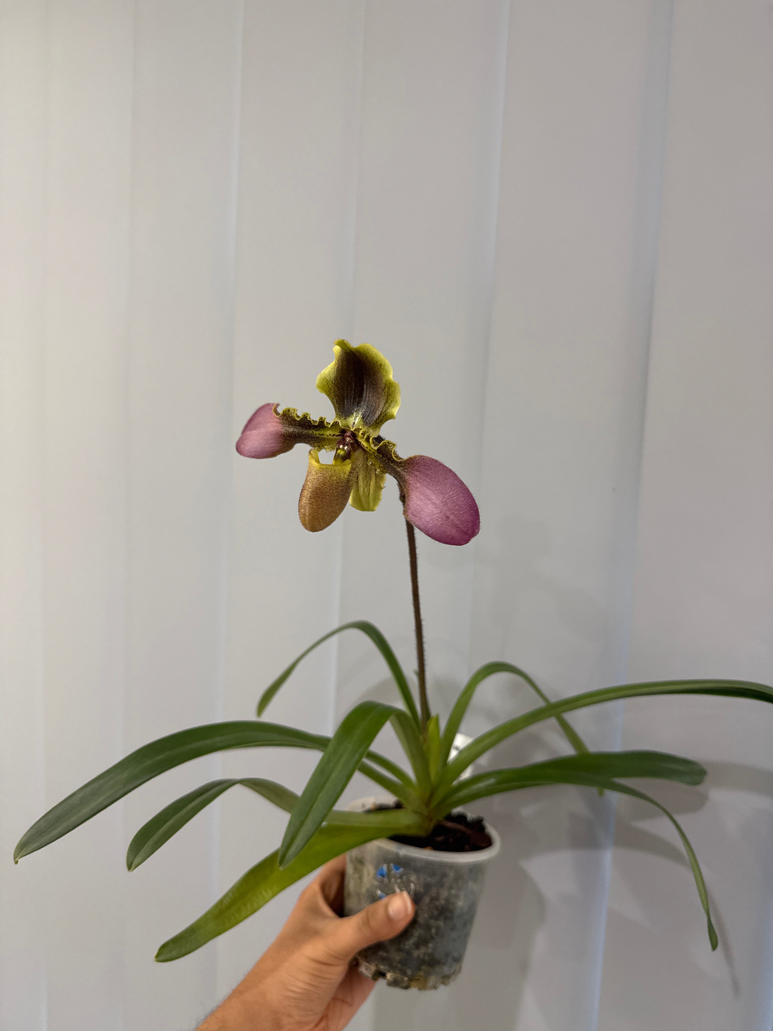 Paphiopedilum hirsutissimum (Species) FLOWERING SIZE Secondary image