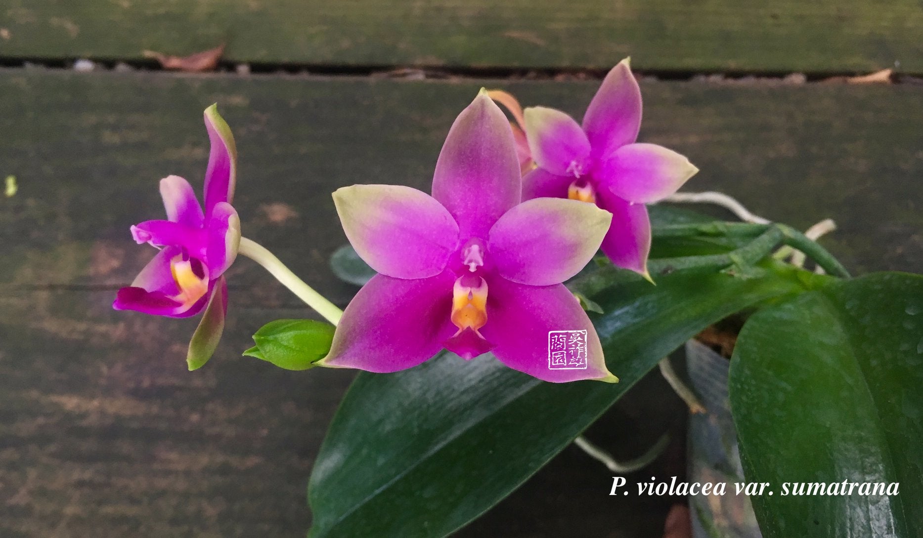 Phalaenopsis violacea var. sumatrana (MC - RARE FORM) Main image