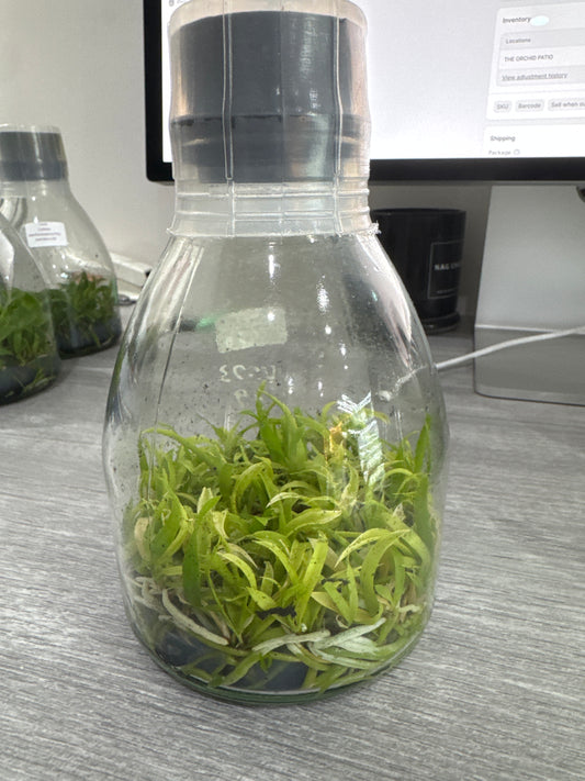 Cattleya tenuis (Flask - Conical, ex Taiwan)