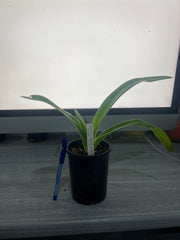 Paphiopedilum La Chaumiere (Booth's Sand Lady × Angel Hair)