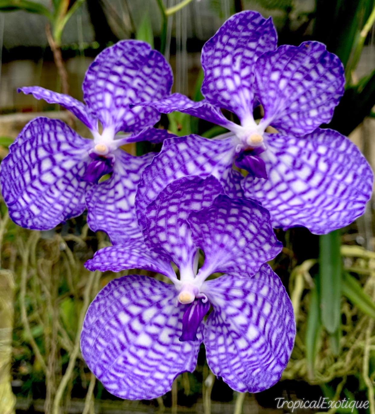 Vanda coerulea 'Complex' Main image