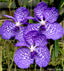 Vanda coerulea 'Complex'