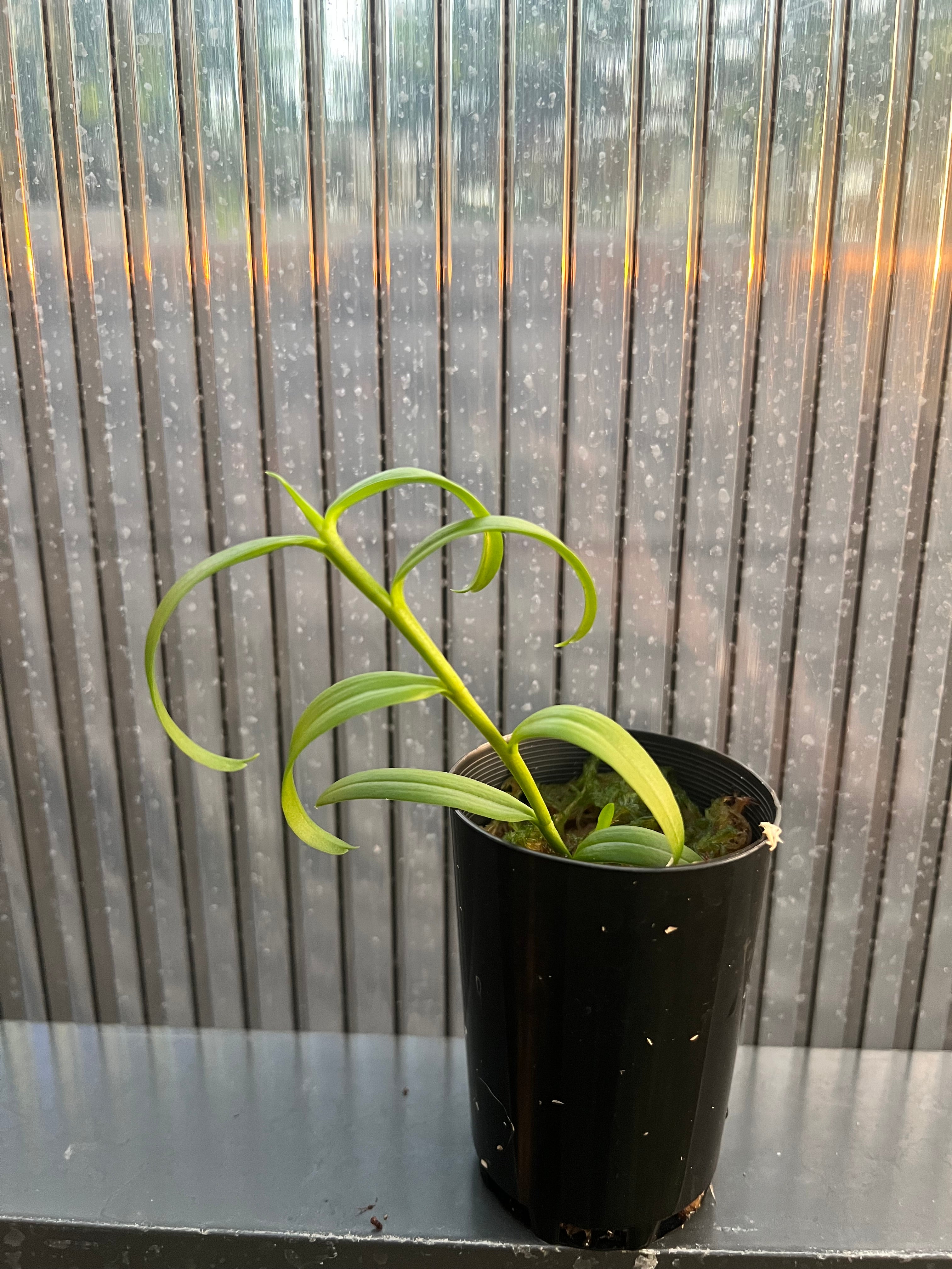 Dendrobium insigne