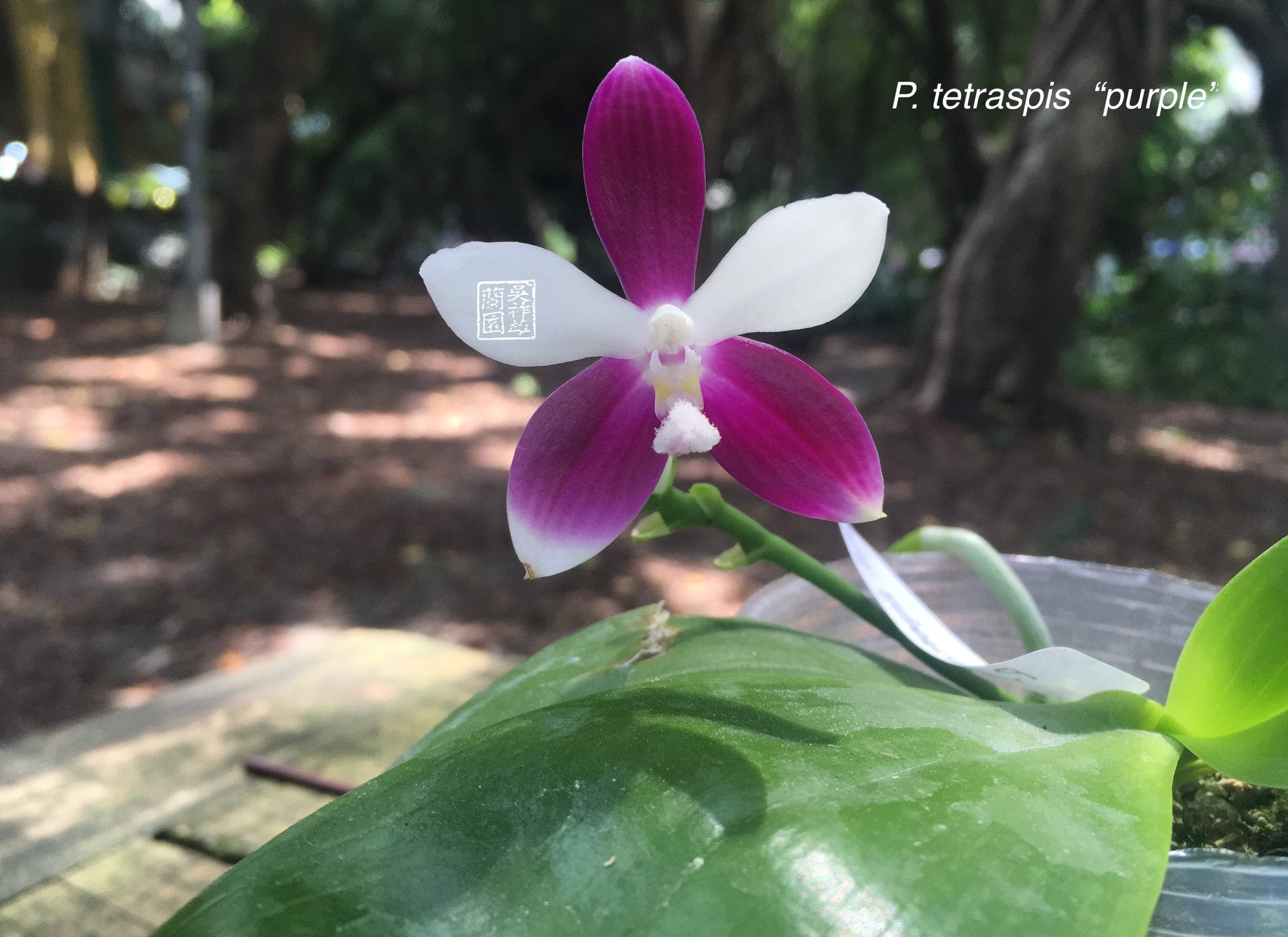 Phalaenopsis tetraspis "Purple" MC (Species, Fragrant) Main image