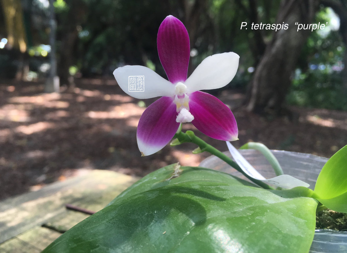Phalaenopsis tetraspis "Purple" MC (Species - Fragrant)