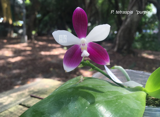 Phalaenopsis tetraspis "Purple" MC (Species - Fragrant)