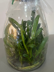 Rhyncatclia Hsinying Tango 'Hsinying' (MC) (Hybrid Flask - Conical) ex Taiwan