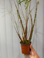 Dendrobium hancockii– HONEY FRAGRANCE! (SPECIES)